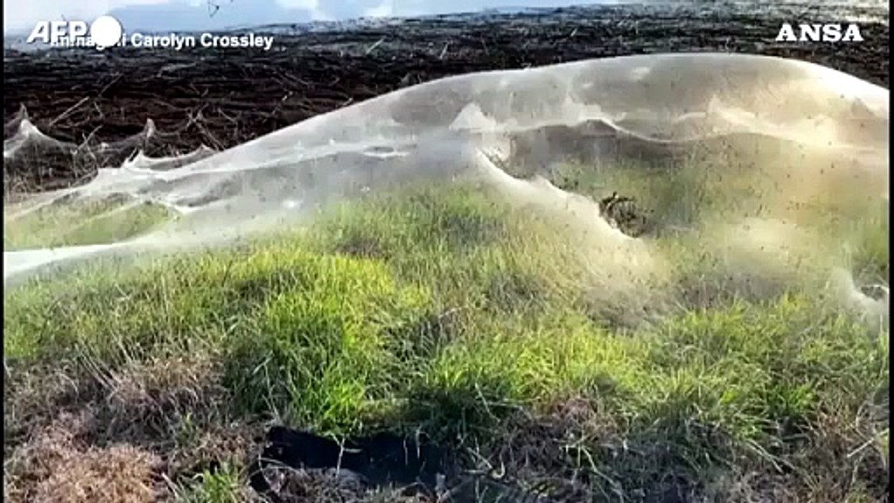 Australia, enorme velo di ragnatele sopra i campi dopo il maltempo: e' il "ballooning"