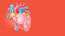Il battito del cuore frena la crescita dei tumori nel tessuto cardiaco