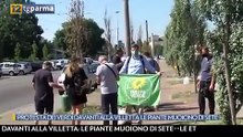 Verdi in viale villetta per salvare le piante