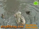 Baby Ducklings Riding on Mother Duck