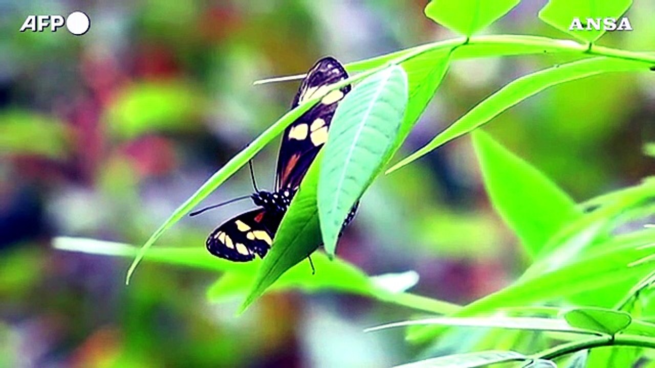 La Colombia ha la piu' grande varieta' al mondo di specie di farfalle