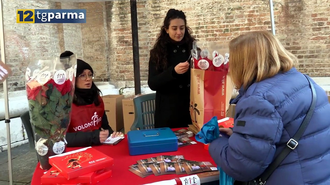 STELLE DI NATALE AIL IN VENDITA IN QUESTO WEEKE...
