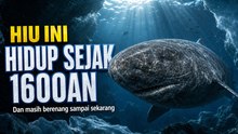 Hiu Greenland Hidup 400 Tahun: Vertebrata Tertua di Bumi yang Menakjubkan