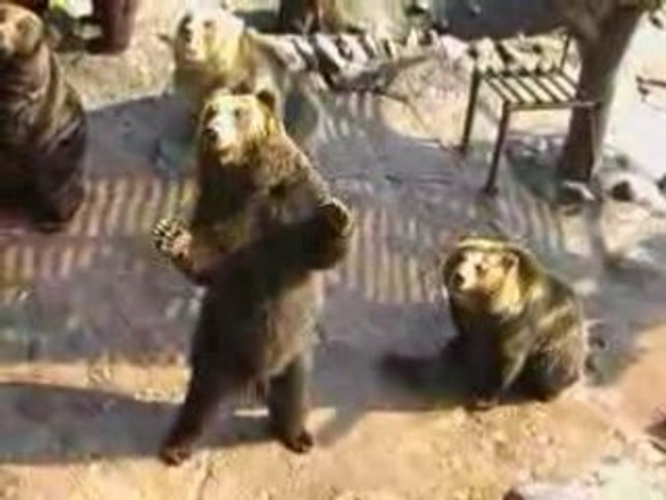 Ours Mendiants