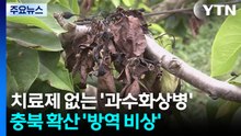치료제 없는 '과수화상병'...충북 확산 방역 비상 / YTN