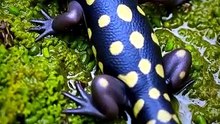 This Salamander's Superpower Will Shock You