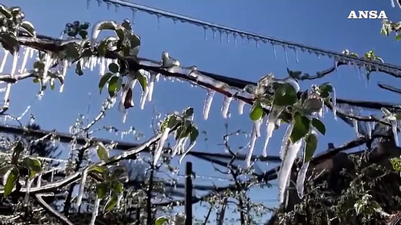 Il ghiaccio che protegge dal gelo