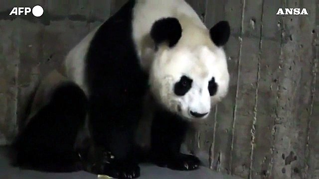 Panda gigante partorisce allo zoo di Madrid: nascono due cuccioli