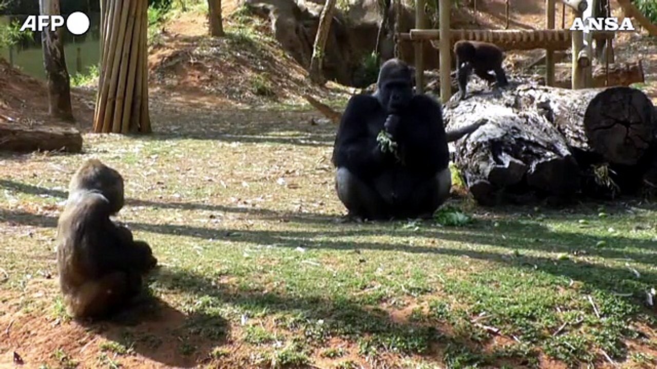 E' nato un cucciolo di gorilla in uno zoo brasiliano