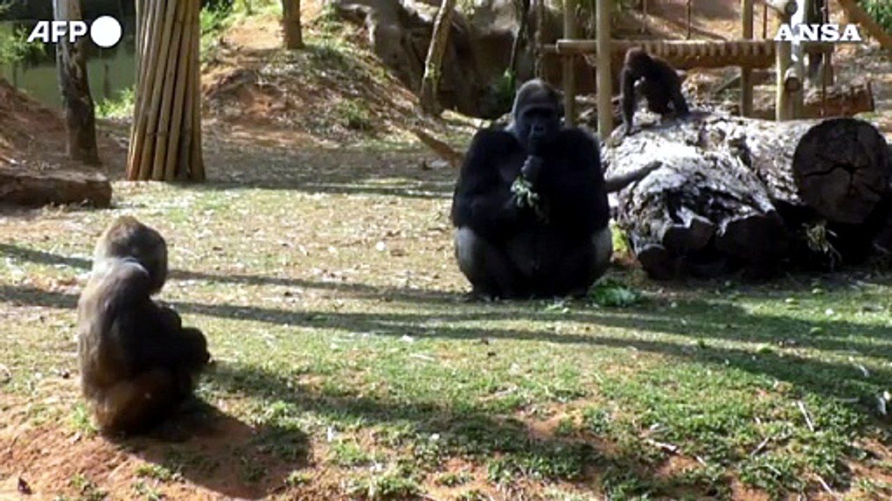 Nasce un cucciolo di gorilla in uno zoo brasiliano
