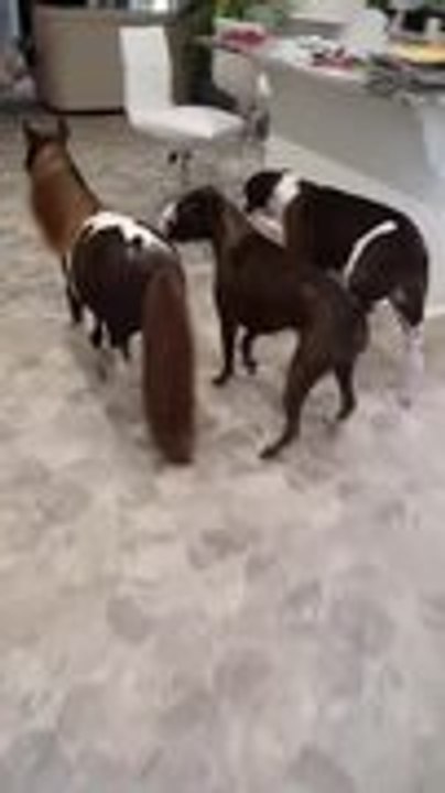 Pony Roams House With Dogs