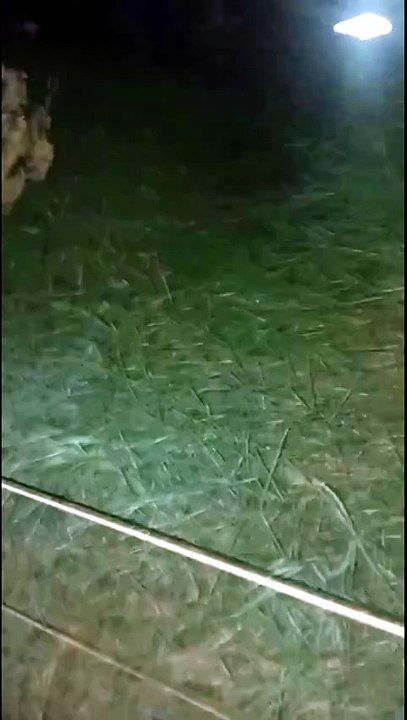 Forças de segurança resgatam morador atacado por bovino em área rural