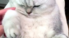 #catsofinstagram #christmas #reelsofinstagram #cutecats #catsofworld #catslover #catlife #catvid