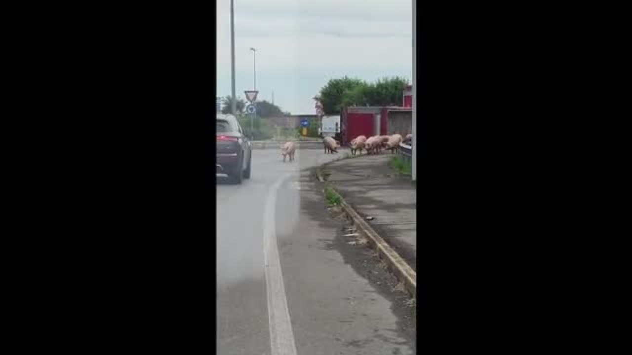 Reggio Emilia, camion si ribalta: i maiali scappano per le strade e invadono il paesino