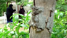 مسلسل عندما تغني الزهور - الحلقة 18