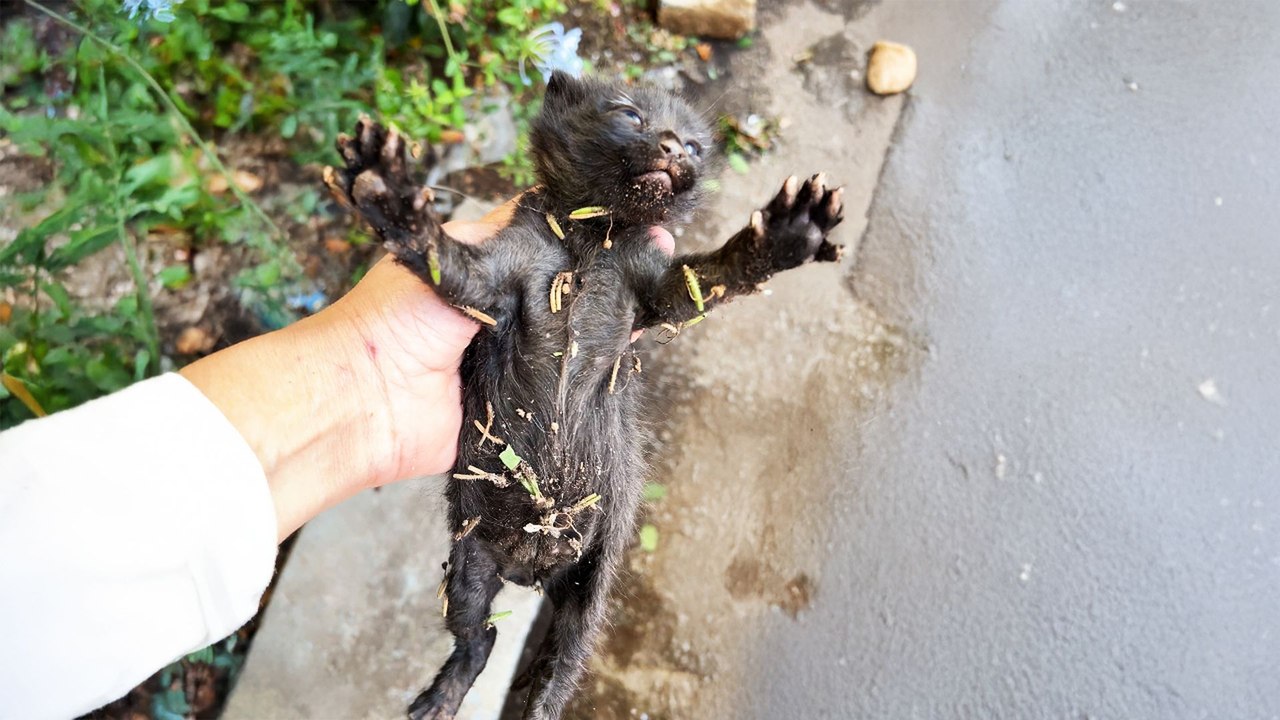 Frozen Kitten Ends Up Having The Warmest Personality