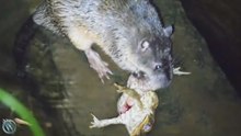 Rakali : le rat d’eau géant et féroce à ventre doré