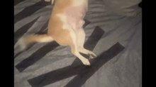 Agozzino Alfredo story giocando con i miei cani