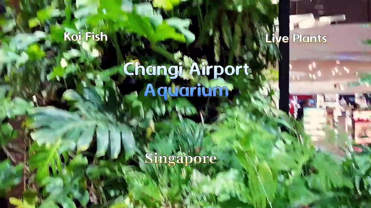 Singapore Changi International Airport 2025 Massive Aquarium