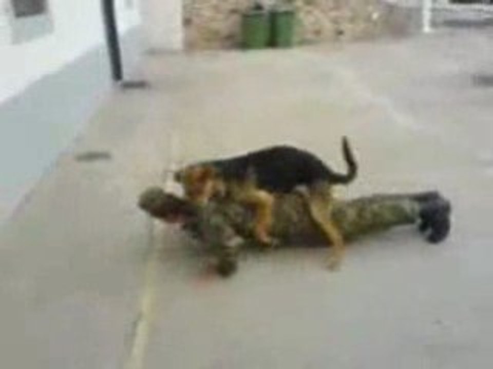 Chien ... gay !