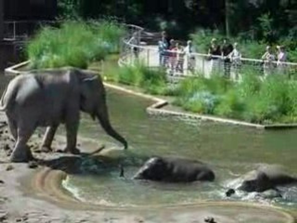 Elephants