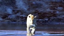 Majestic Wild Leopard Walking Through Water on Safari