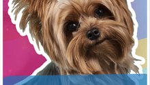 ¿Amas a las mascotas, pero no su desastre? Tips para mantener tu casa limpia.