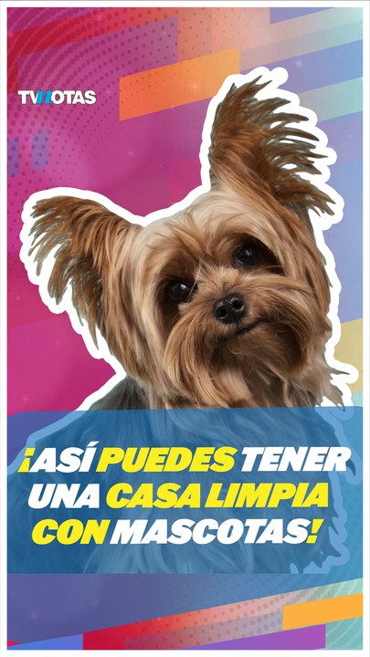 ¿Amas a las mascotas, pero no su desastre? Tips para mantener tu casa limpia.