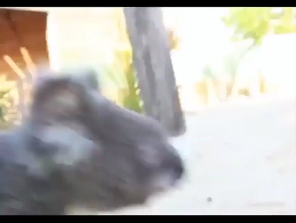 henry koala