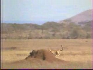 PUB - Charal - Le grand carnivore