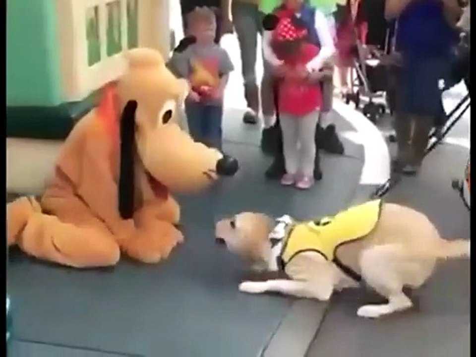 labrador