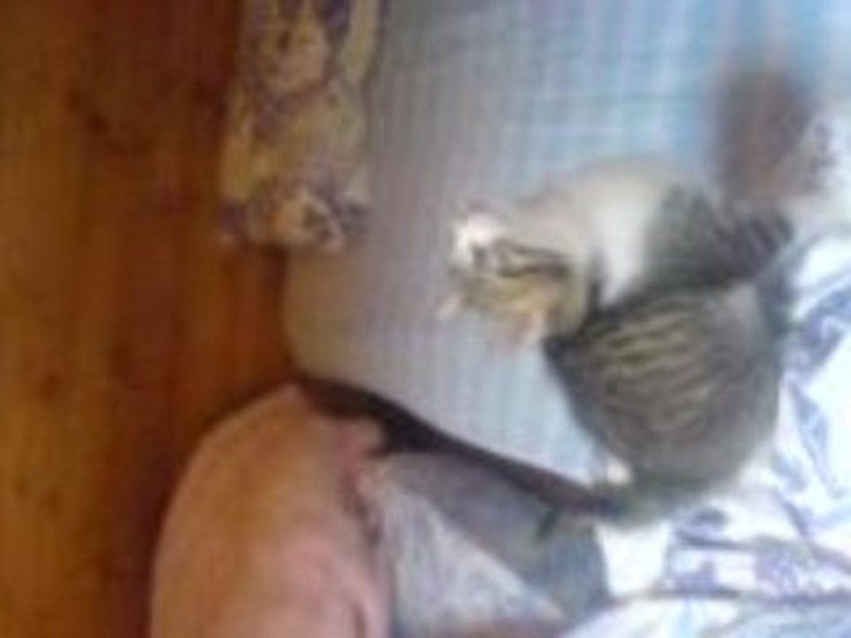 Chat