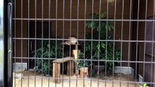 Jina the Caracal is Grooming Herself. A Bush Warbler Is Twittering.
