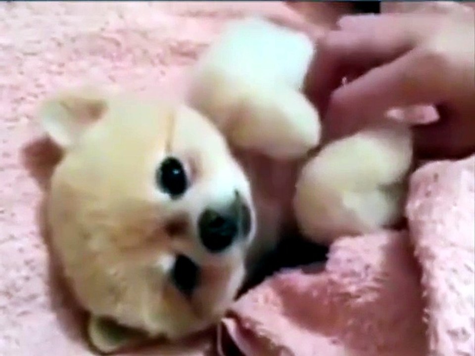 cane coccolino
