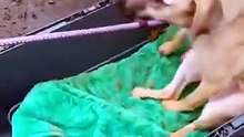 Scared rescue dogs finally finding forever homes is melting hearts 🥹🐶💚