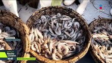 La producción de camarón en México está a punto de irse a la quiebra