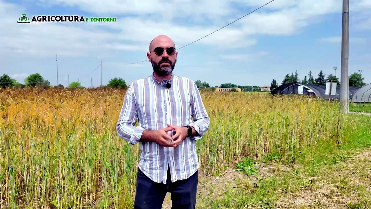 Agricoltura e dintorni 2025 - primavera- 11a puntata del 14-06-25 | Agricoltura e dintorni 2025 - primavera- 11a puntata del 14-06-25