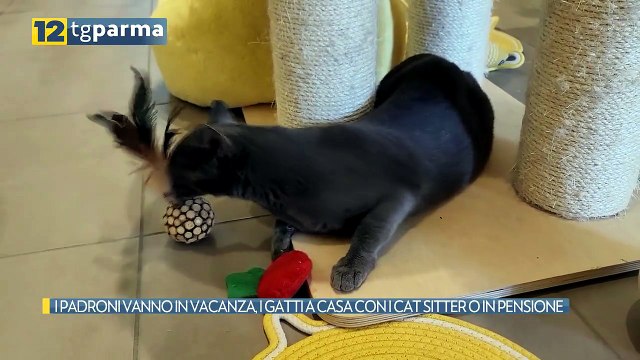 I PADRONI VANNO IN VACANZA, I GATTI A CASA CON I CAT SITTER O IN PENSIONE | I PADRONI VANNO IN VACANZA, I GATTI A CASA CON I CAT SITTER O IN PENSIONE