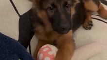 🤣💕funny cute dog #dog #dogs #viral #reel #viral video #viral reels #viral #animals #viral reels #pet#viral daily motion #viral dog #viral dog #fun #funny #animals #cute dog🐾🐾🐶🐶🤣🤣🤣🤣