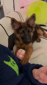 🤣💕funny cute dog #dog #dogs #viral #reel #viral video #viral reels #viral #animals #viral reels #pet#viral daily motion #viral dog #viral dog #fun #funny #animals #cute dog🐾🐾🐶🐶🤣🤣🤣🤣