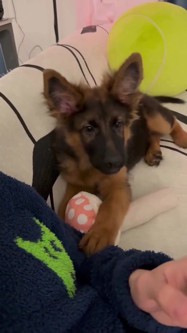 ⁣🤣💕funny cute dog #dog #dogs #viral #reel #viral video #viral reels #viral #animals #viral reels #pet
