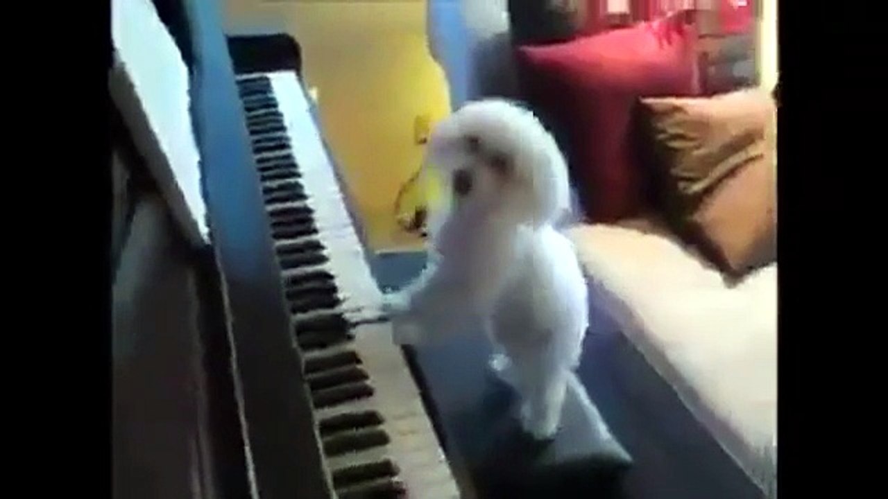 cane pianoforte
