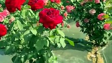 092f50502b3aac28855dbd3ce8fe552c