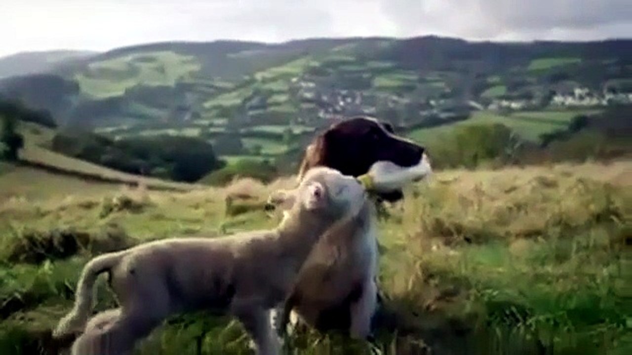 Cane allatta pecora