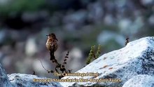 Identifying the Immature European Stonechat (Non-Breeding Plumage)