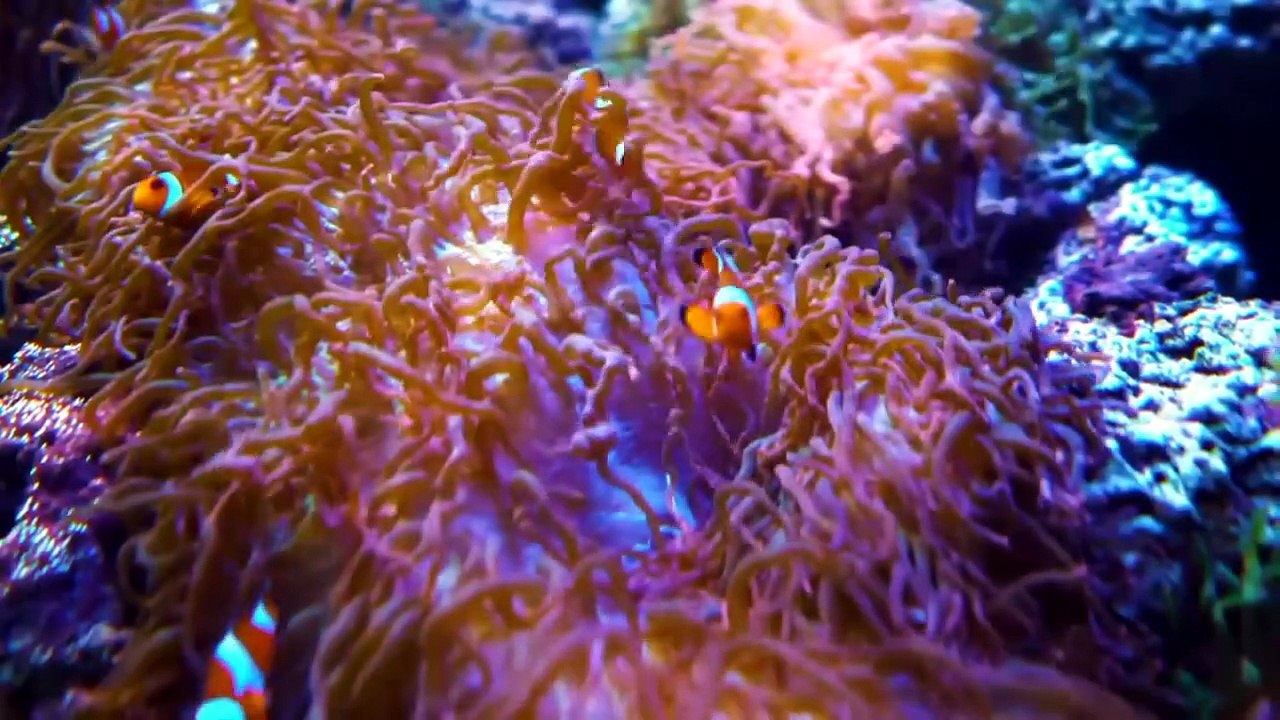 Most Beautiful Heart touching Sura AR-Rahman Recitation & Under ocean video