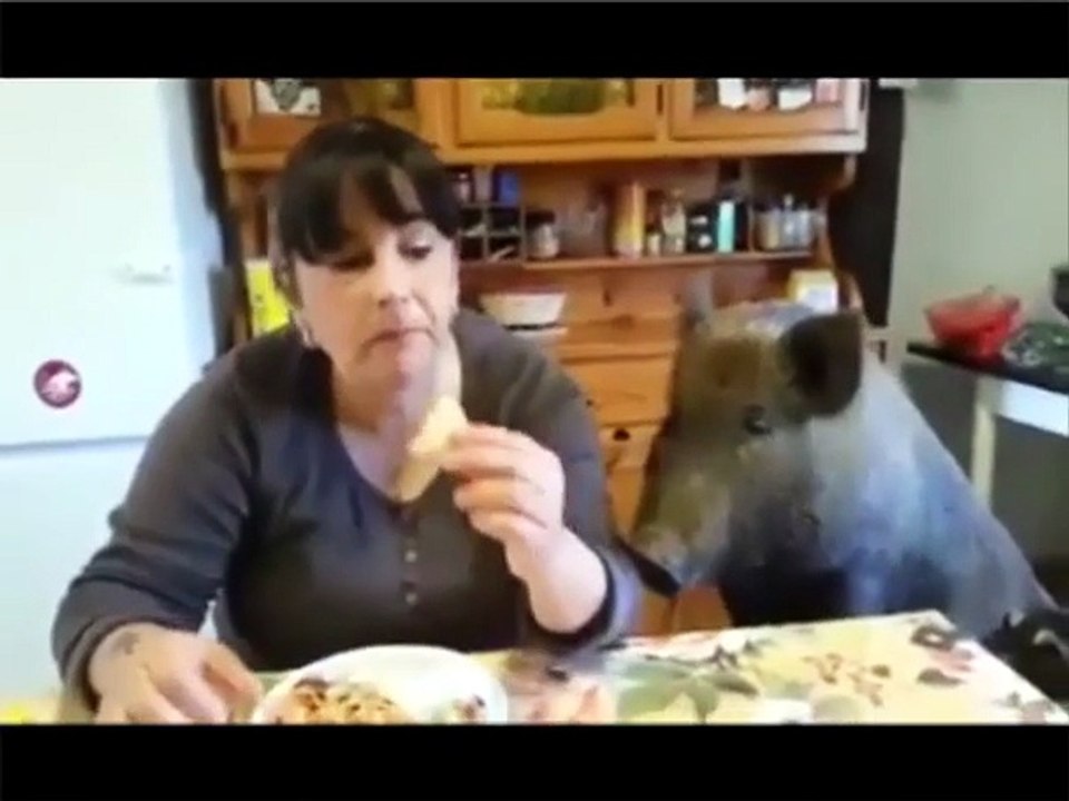 gosino a tavola