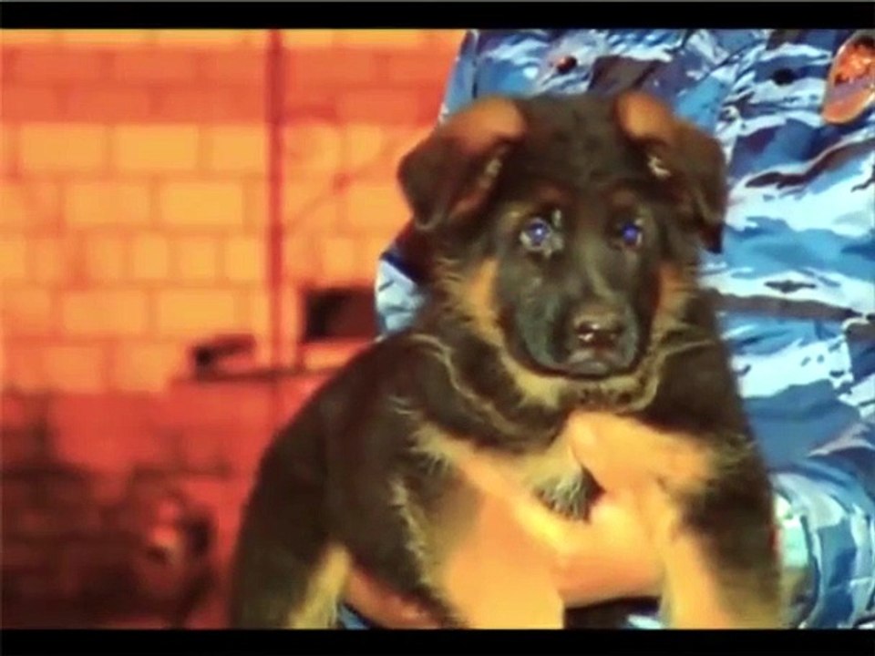 Il cucciolo Dobrynya regalato alla Francia dalla Russia ok