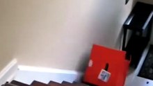 Top 10 most funny and viral moments of cats