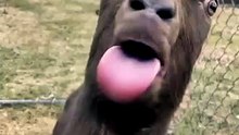 viral comedy videos